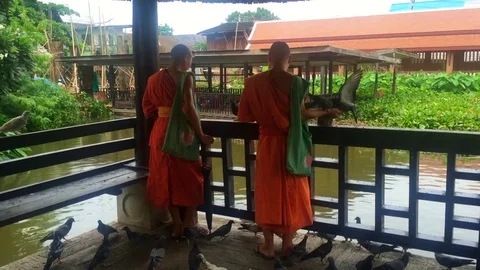 Two Buddhist monks feeding pigeons in the temple grounds Stock Footage 77032868
