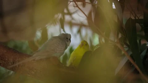 Two budgerigar birds sitting in a tree being playful with each other Stock Footage 308688274
