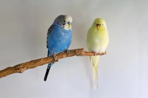 Two budgerigar parakeets perched together on a branch against a white backg.. Stock Photos
