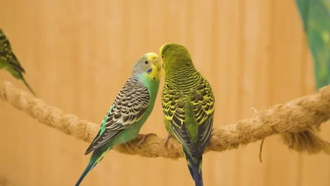 Two budgerigar parrots on a rope perch, preening each other Stock-Footage 311873261