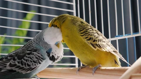 Two budgerigar parrots sitting on perch inside cage preening each other wit.. Stock Footage 334926588