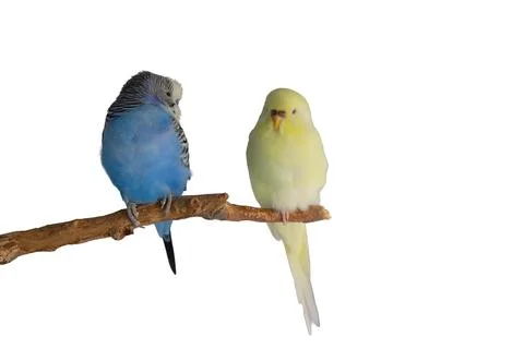 Two budgerigar siting on a branch isolated on white background Stock Photos