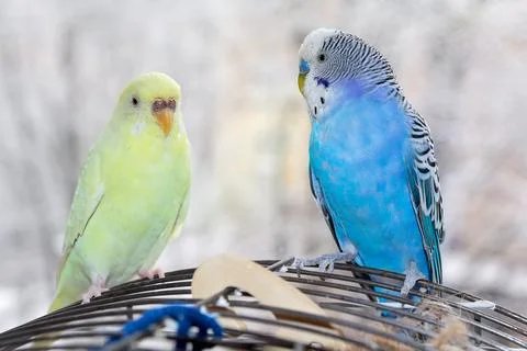 Two budgerigar sitting on a cage Stock Photos