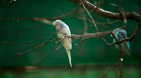 Two budgerigars on a branch Stock Footage 53273089