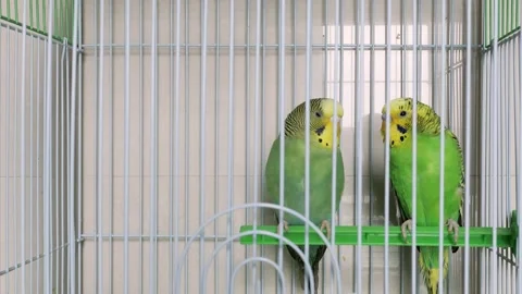 Two budgerigars  in a cage at horizontal composition Stock Footage 265919258
