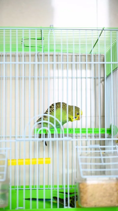 Two budgerigars in a cage at vertical composition Stock Footage 265358890