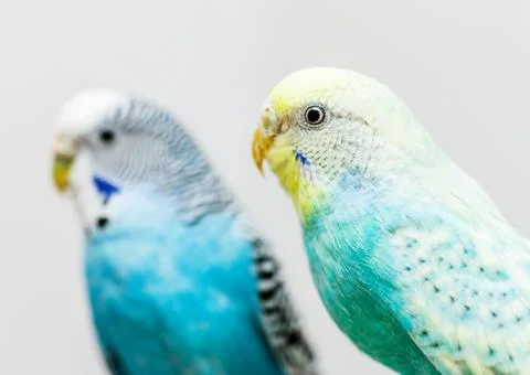 Two budgerigars couple Foto stock