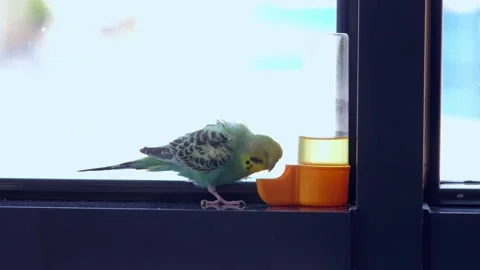 Two Budgerigars Drinking Water from Dispenser on Window Sill Video stock 325024876