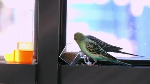 Two Budgerigars Eating Food on Window Sill Stockbeeldmateriaal 325024836