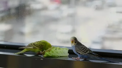 Two Budgerigars Eating Lettuce on Window Sill Stockbeeldmateriaal 325025111