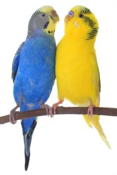 Two budgerigars isolated on a white background, studio shot Stockfoto's