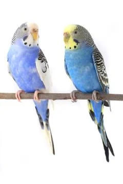 Two budgerigars isolated on a white background, studio shot Stock Photos