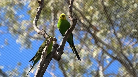 Two Budgerigars Parrots 스톡 동영상 123718571