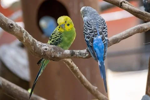Two budgerigars perched on a branch, park wildlife detail Stock Photos