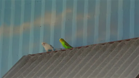 Two budgerigars perched on corrugated rooftop 動画素材 335230669