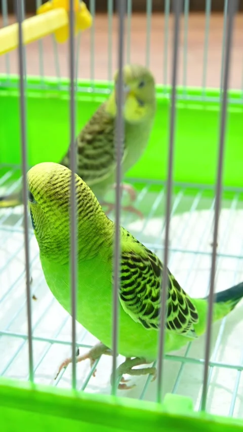 Two budgerigars playing in a cage at vertical composition video with sound Stock Footage 251646939