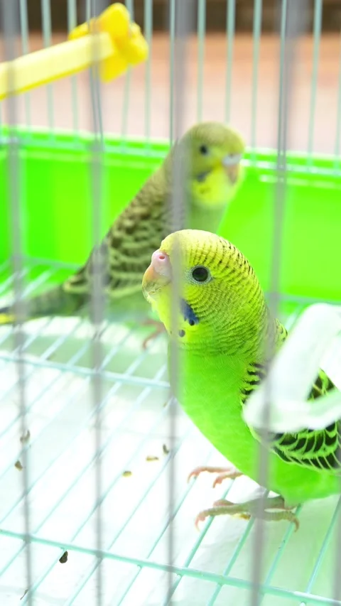 Two budgerigars playing in a cage at vertical composition Stock Footage 252481209