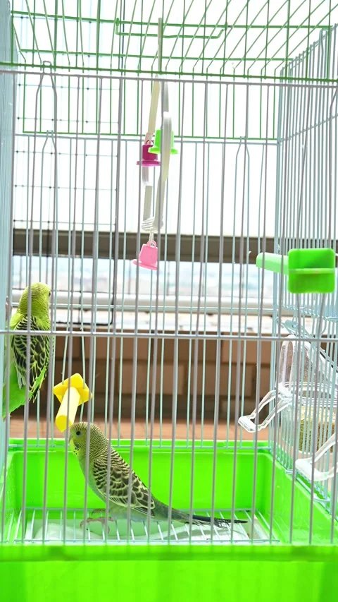 Two budgerigars playing in a cage at vertical composition video with sound Stock Footage 252630652