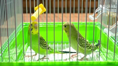 Two budgerigars playing in a cage video with sound Stock Footage 250906670