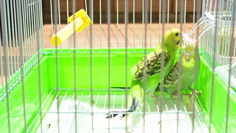 Two budgerigars playing in a cage video with sound Stock Footage 251426865