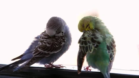 Two Budgerigars Preening on Window Sill Video stock 325024995