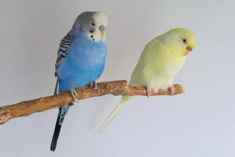 Two budgerigars sits on a branch Stock Photos