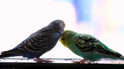Two Budgerigars Touching Each Other on Window Sill Stockbeeldmateriaal 325024913