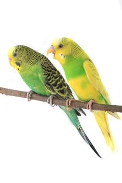 Two budgie isolated on the white background, studio shot 스톡 사진