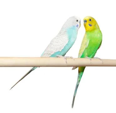 Two budgie sit on a perch Stock Photos