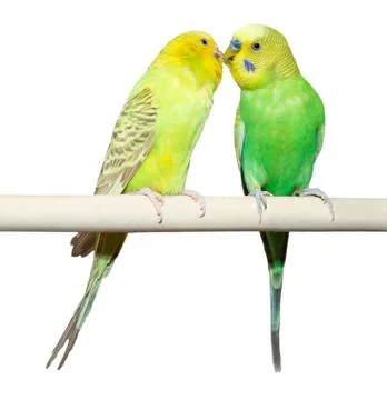 Two budgie sit on a perch Stock Photos