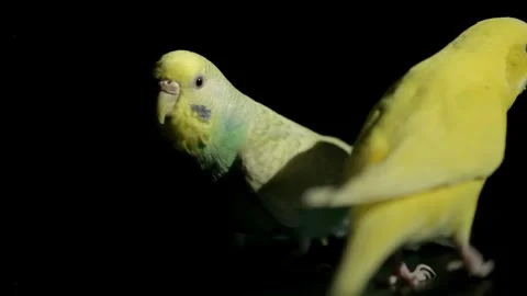 Two Budgies in Cage on Black Background Slow Motion 動画素材 329893653