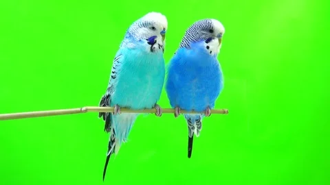 Two budgies isolated on green screen, sound Stock-Footage 80865400