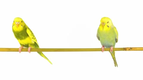 Two budgies parrot isolated on white background screen Video stock 257030786