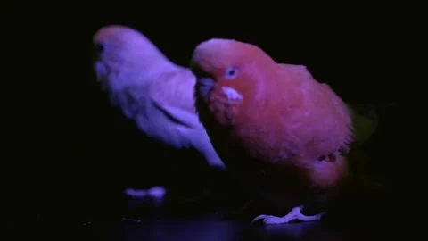 Two Budgies Under Purple Light Color Transformation Slow Motion 스톡 동영상 329893638