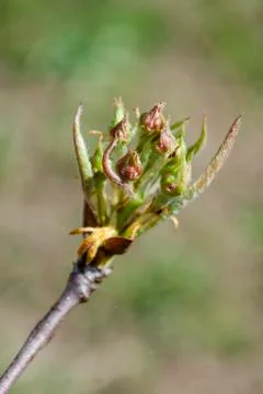 Two buds on a branch of a fruit tree in macro closeup, nature in spring seaso Stock Photos