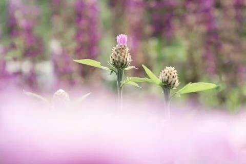 Two buds of cornflower on the background of a bed of flowers with a blurred f Stock Photos