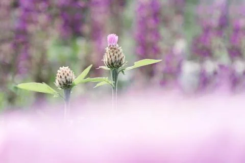 Two buds of cornflower on the background of a bed of flowers with a blurred f Stock Photos
