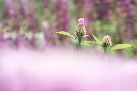 Two buds of cornflower on the background of a bed of flowers with a blurred f Stock Photos