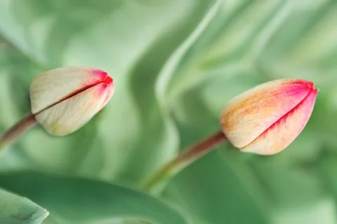 Two buds of red tulips Stock Photos