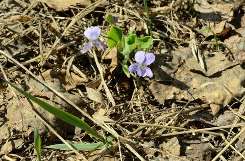 Two buds of violets blooming in spring surrounded by dried grass. Stock Photos