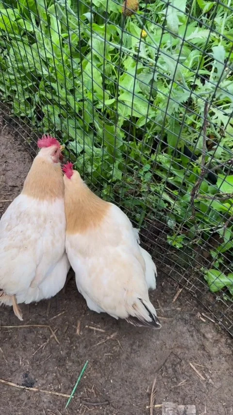 Two buff brahma chickens standing near a garden fence 스톡 동영상 335249348