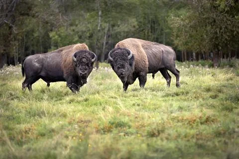 Two buffalo (Bison bison) standing in a grassy field, looking at the camera Stock Photos