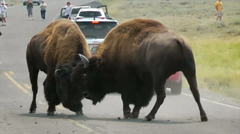Two Buffalo (Bison) Fighting For Dominance in Yellowstone 스톡 동영상 30580053