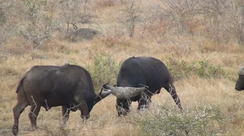Two Buffalo bulls fighting Stock Footage 11398736
