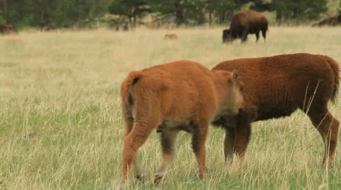 Two Buffalo calves buddy up Stock-Footage 11149143