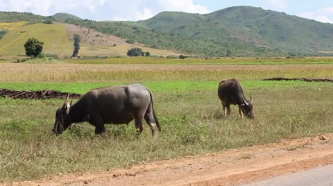 Two buffalo eating grass on a background of hills Video stock 34029241