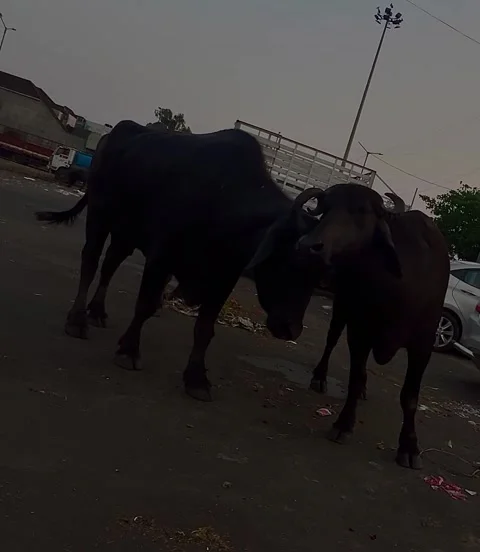 Two buffalo fighting with their head in the field Stock Footage 312313648