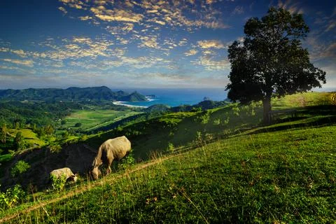 Two buffalo grazing on Jabon hill, Selong Belanak, Lombok, Indonesia Stock Photos