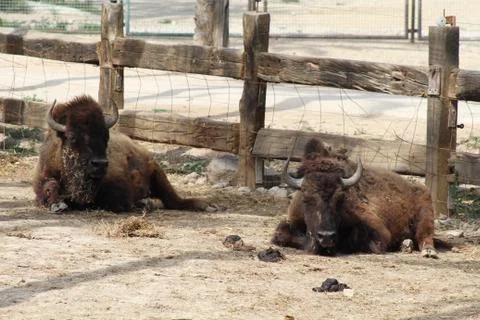 Two buffalo lay on ground Stock Photos