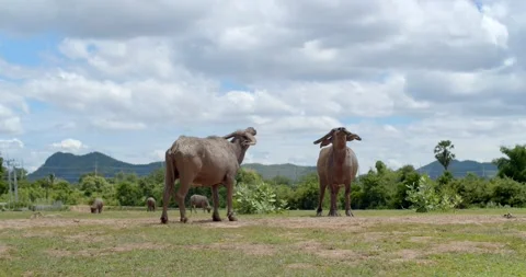 Two buffalo looking up to the sky.Two buffalo are communicating something. Stock Footage 245802186